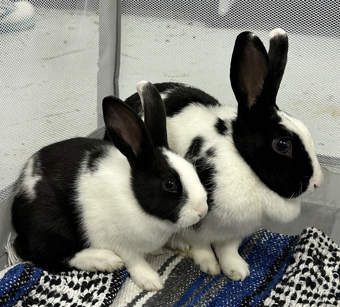 MAMA MORTON - American available for adoption