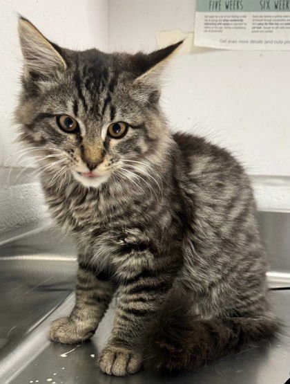 BB - Domestic Medium Hair available for adoption