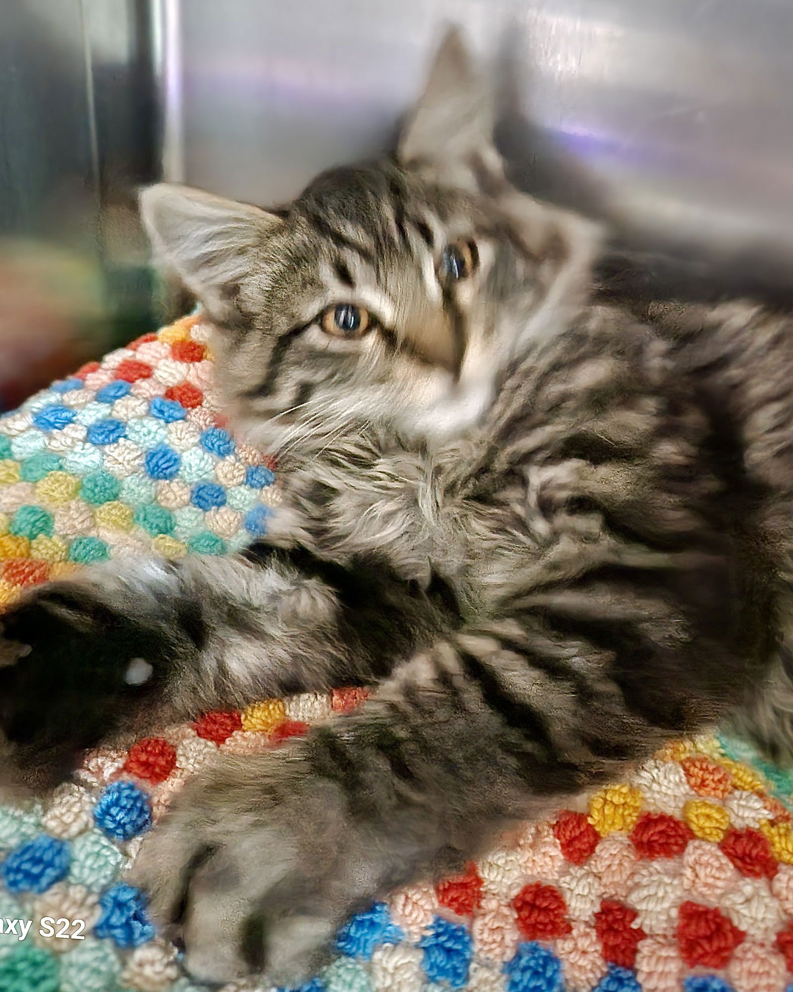 BB - Domestic Medium Hair available for adoption