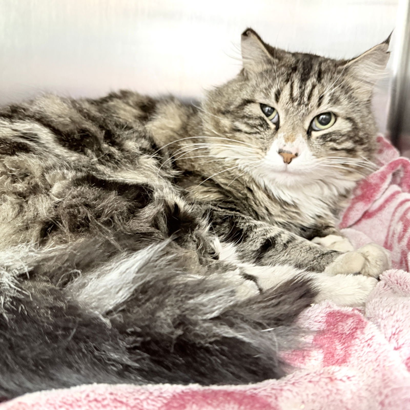 ARMISTEAD - Domestic Medium Hair available for adoption