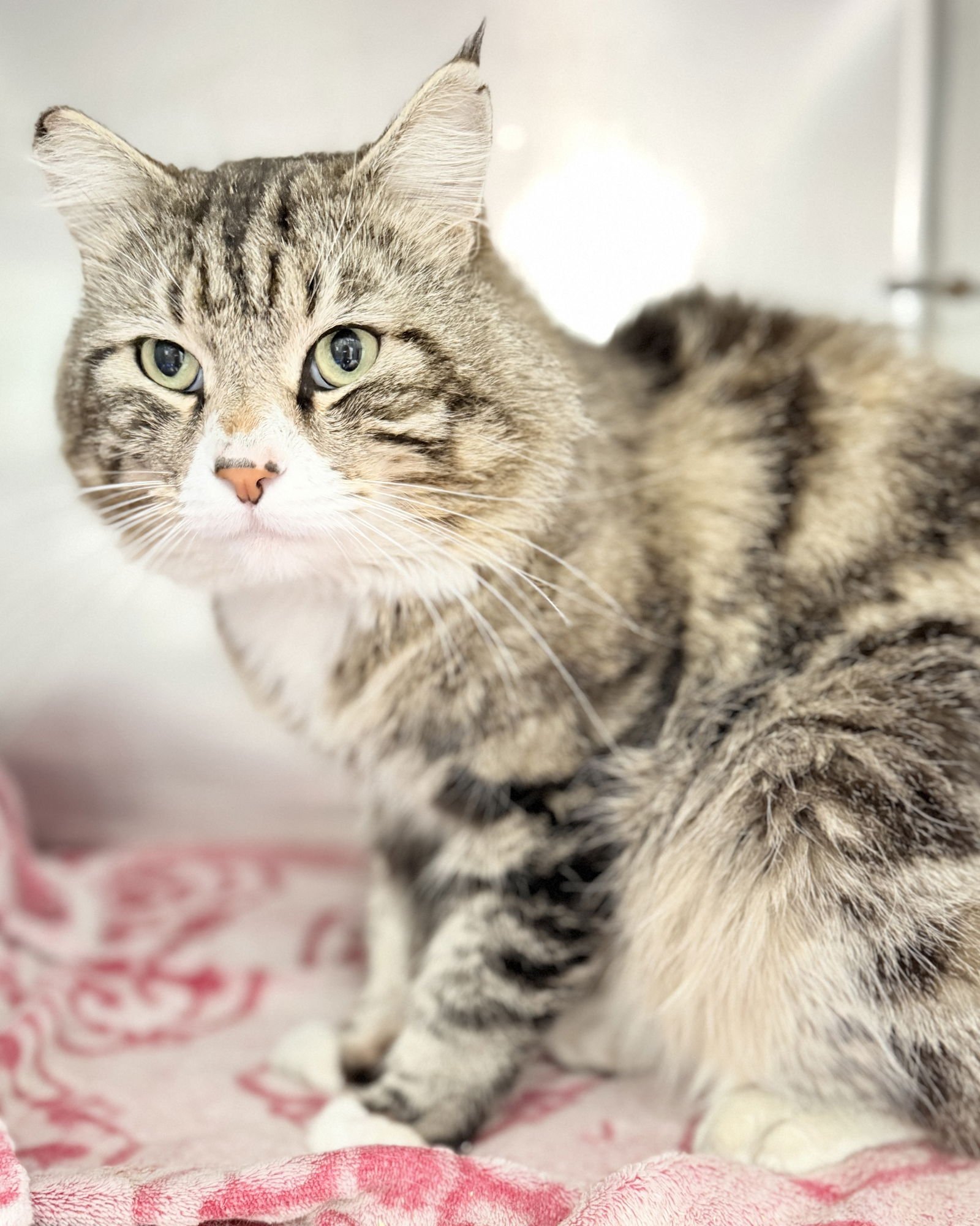 ARMISTEAD - Domestic Medium Hair available for adoption