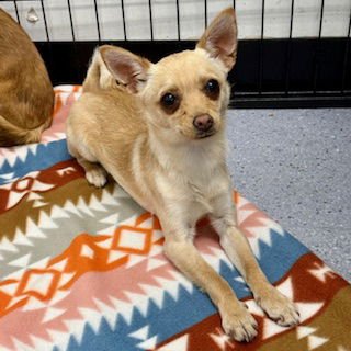 TANGERINE - Chihuahua available for adoption