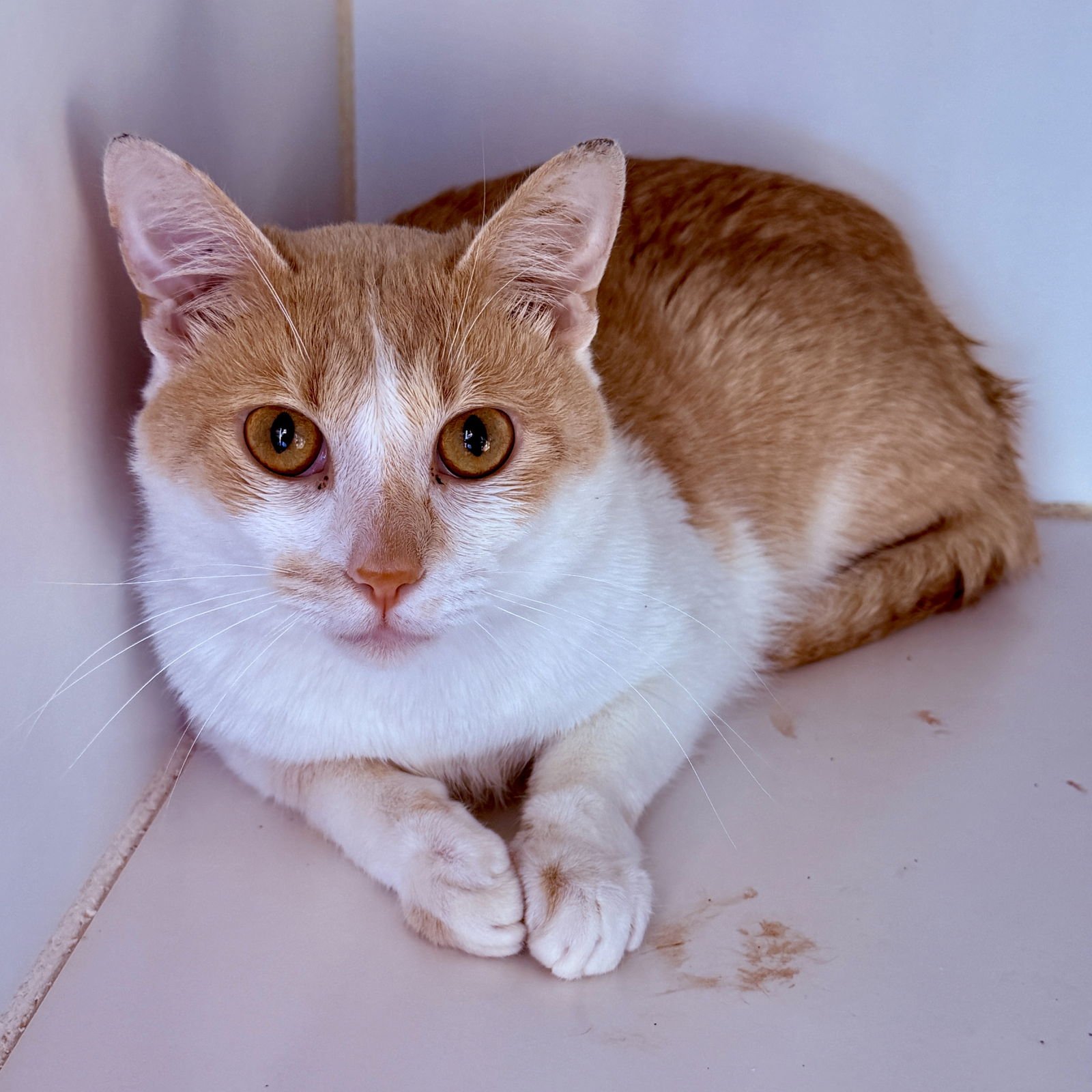 CJ - Domestic Short Hair available for adoption