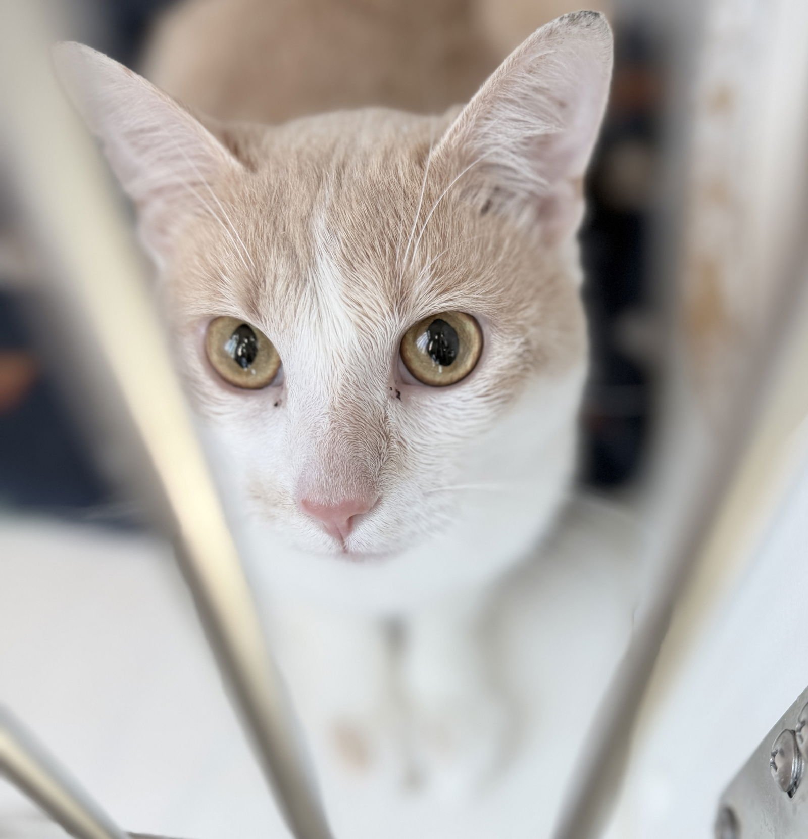 CJ - Domestic Short Hair available for adoption