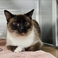 Luna (bonded w/ Draco) - Photo 2