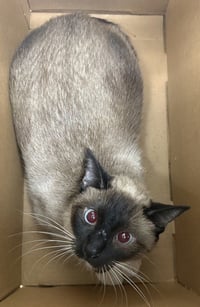 Luna (bonded w/ Draco) - Photo 4
