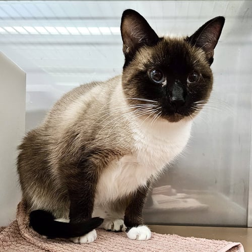 LUNA (BONDED W/ DRACO) - Siamese available for adoption