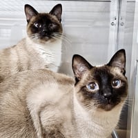 Luna (bonded w/ Draco) - Photo 3