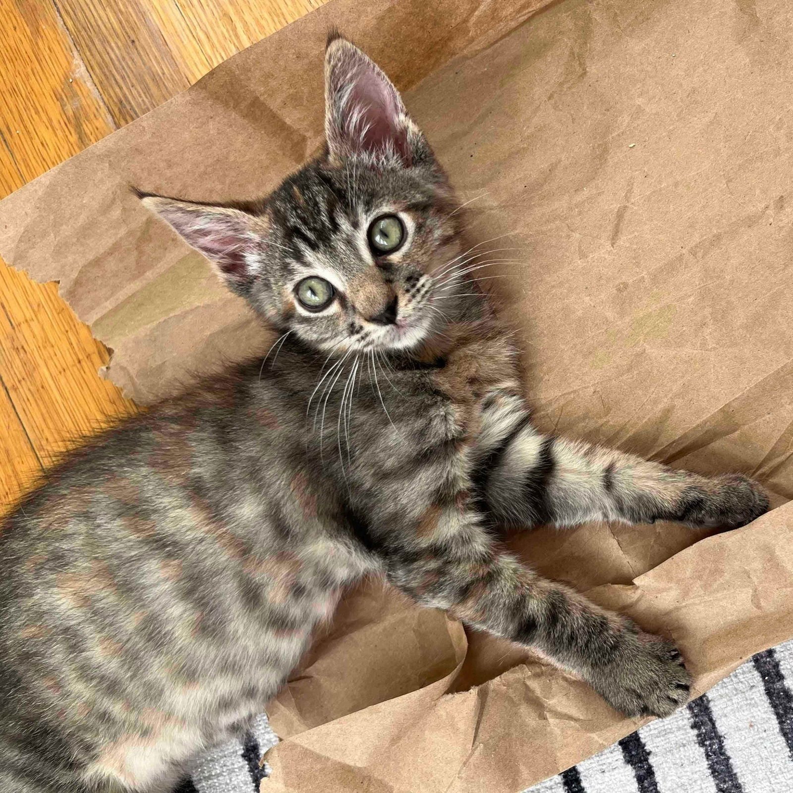 ANNIE BANANIE (BONDED W/ AMELIA) - Domestic Short Hair available for adoption