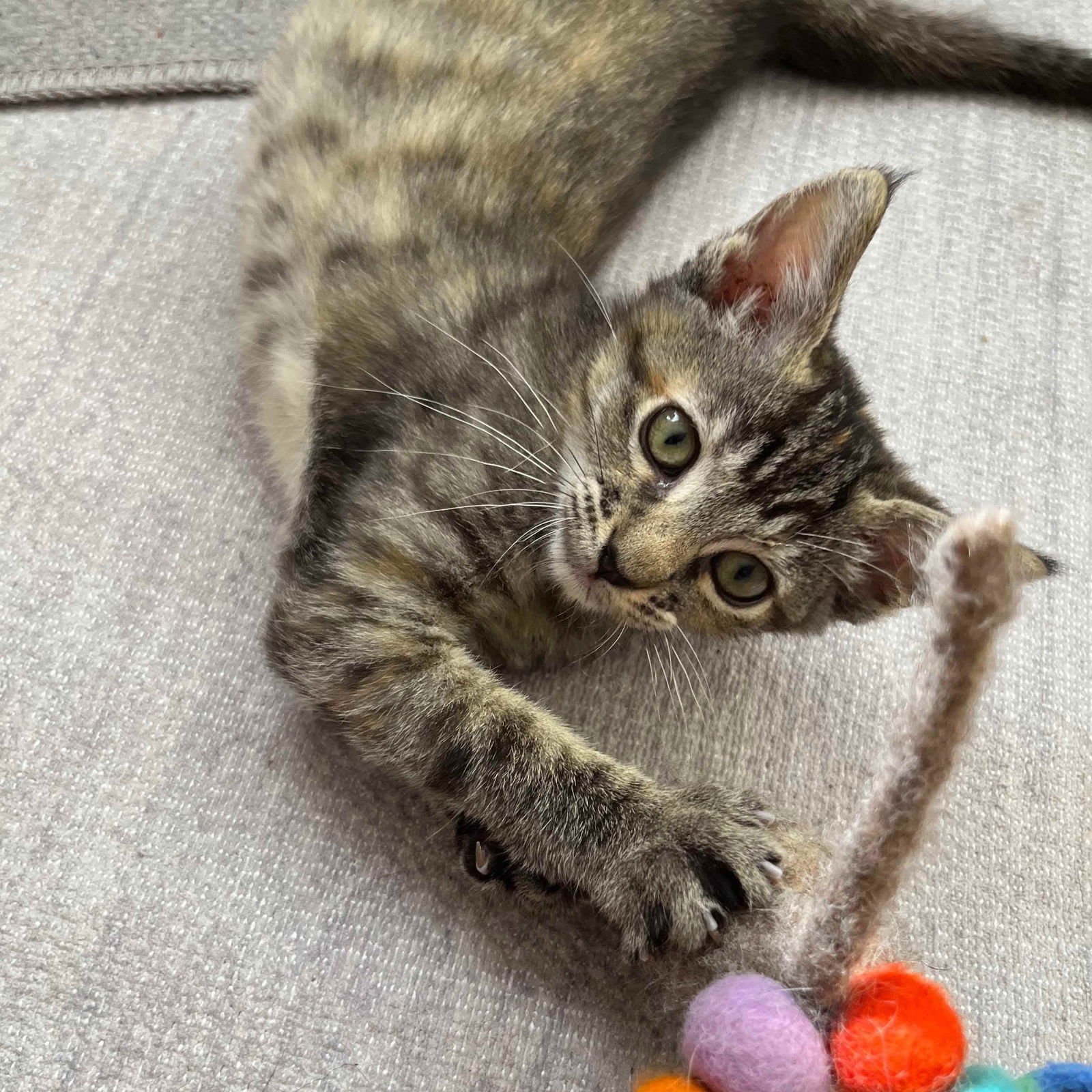 ANNIE BANANIE (BONDED W/ AMELIA) - Domestic Short Hair available for adoption