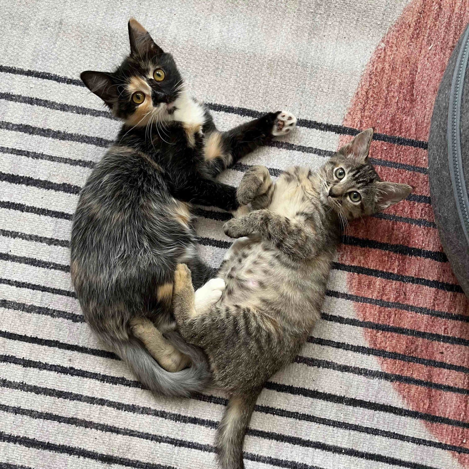 Annie Bananie (bonded w/ Amelia) - Photo 3