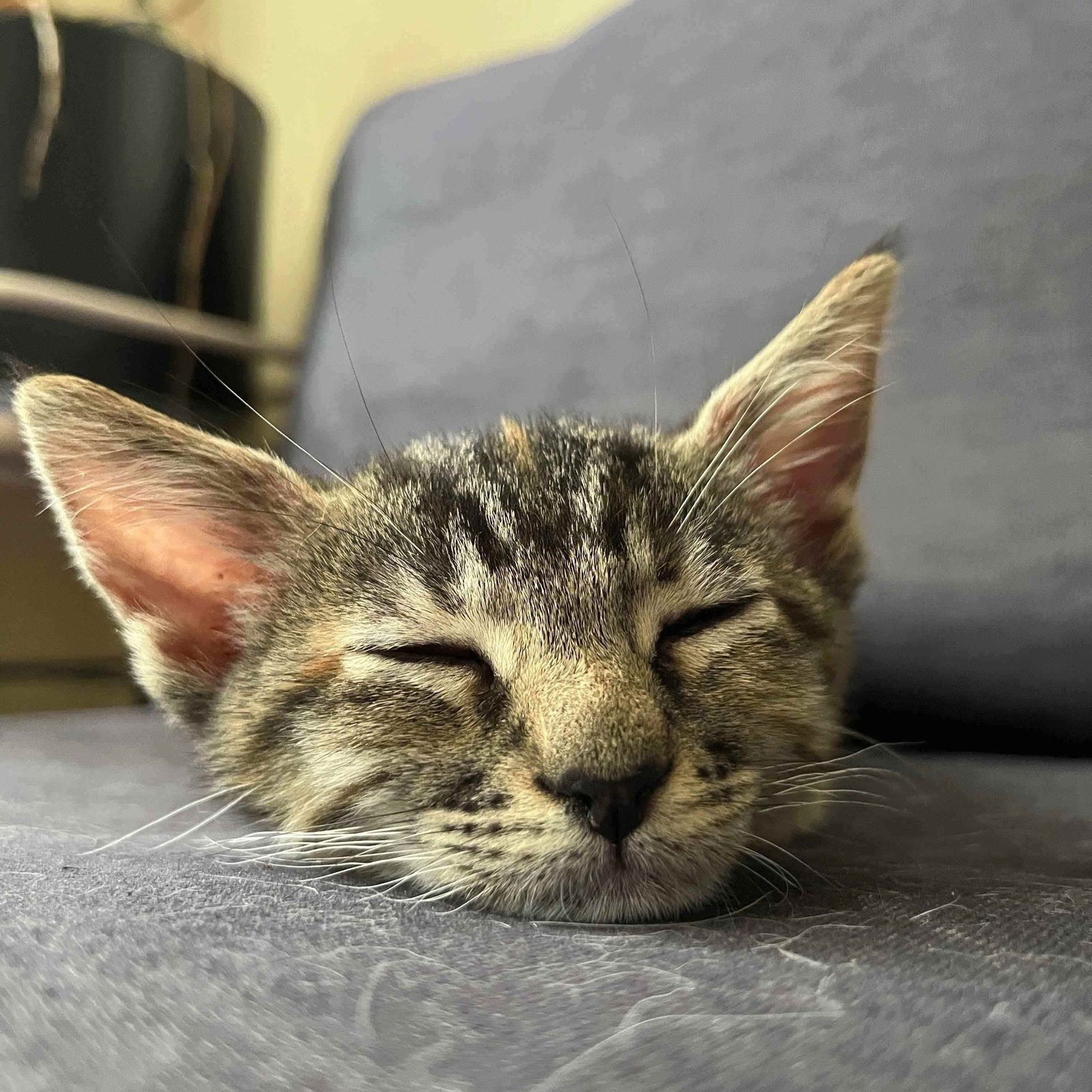 Annie Bananie (bonded w/ Amelia) - Photo 5