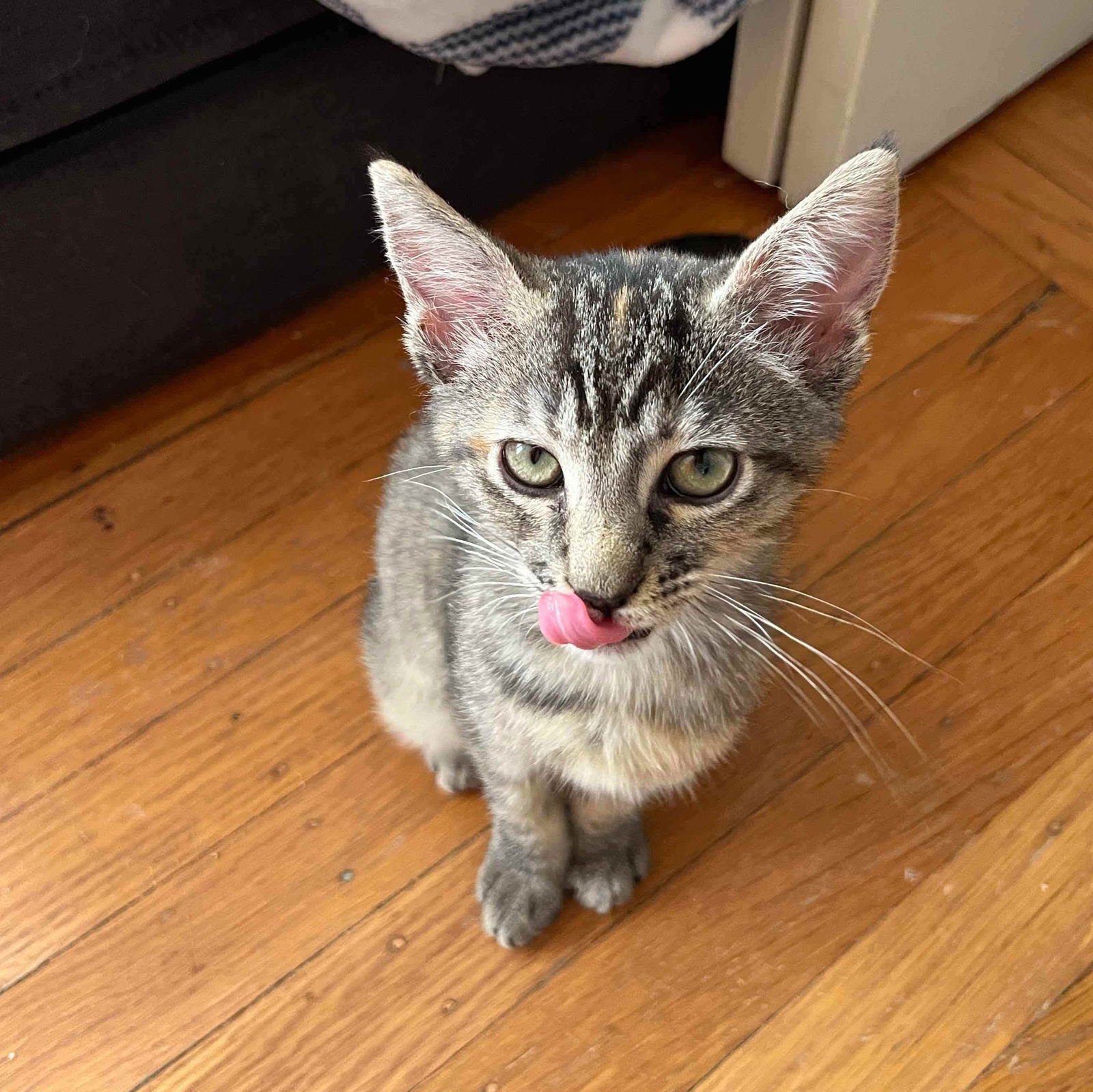 Annie Bananie (bonded w/ Amelia) - Photo 6