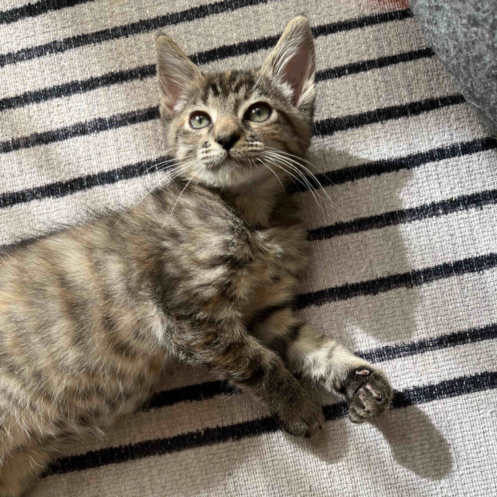 Annie Bananie (bonded w/ Amelia) - Photo 7