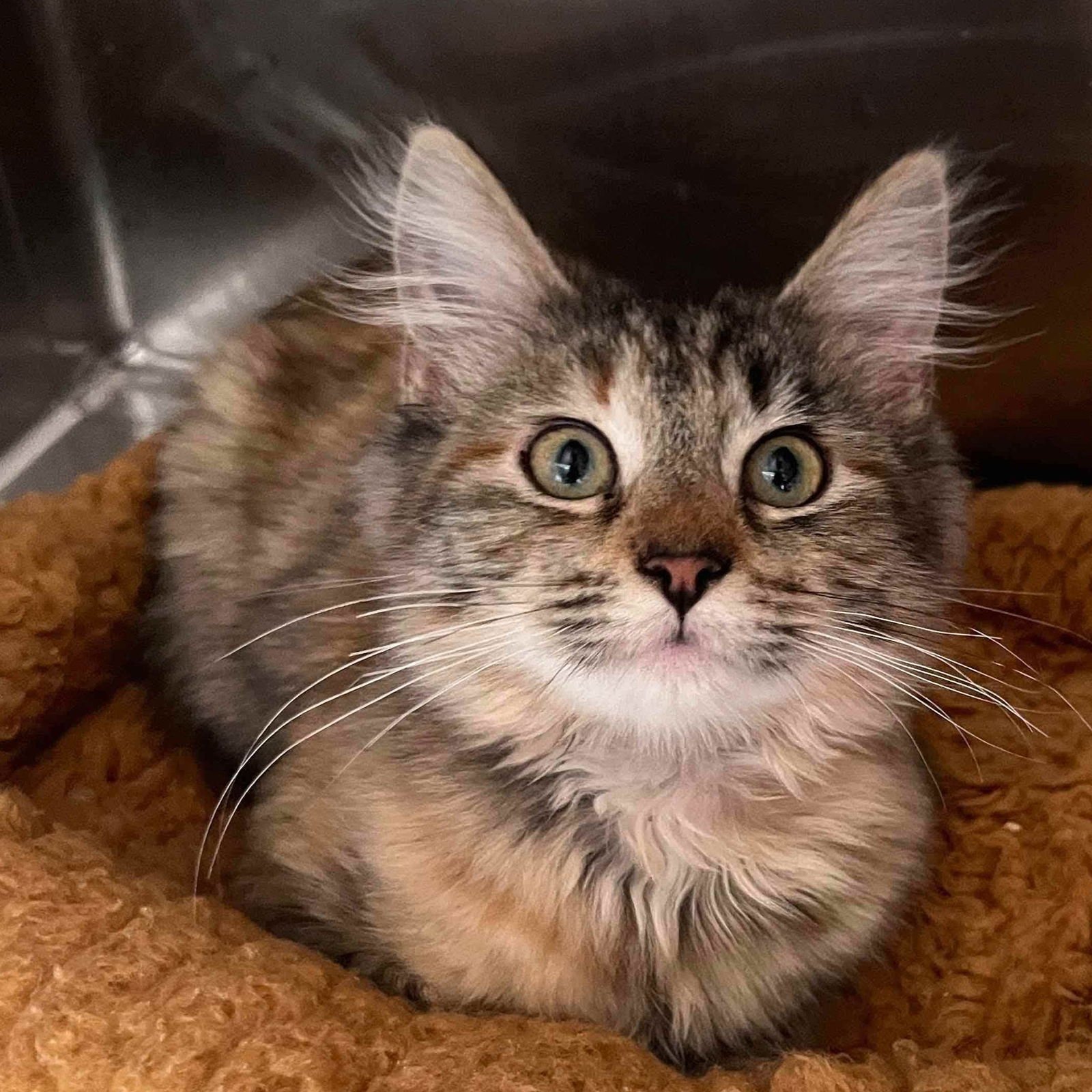 LALISA - Domestic Medium Hair available for adoption