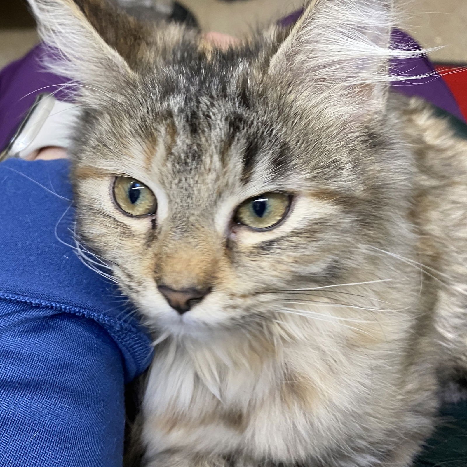 LALISA - Domestic Medium Hair available for adoption