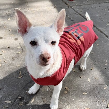 JETSON - Chihuahua available for adoption