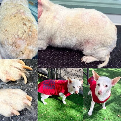 JETSON - Chihuahua available for adoption