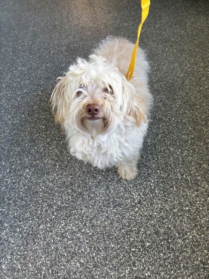 HUNTINGTON - Maltese available for adoption