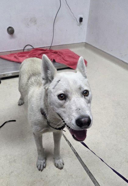 MAI - Siberian Husky available for adoption