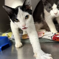 Nova (bonded w/ Manny) - Photo 1