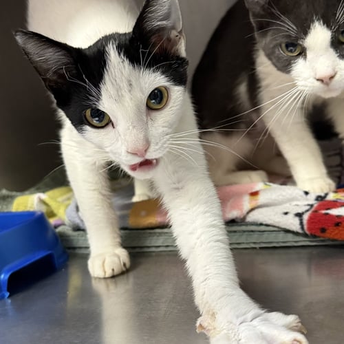 NOVA (BONDED W/ MANNY) - Domestic Short Hair available for adoption