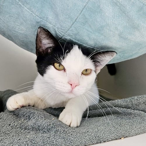 NOVA (BONDED W/ MANNY) - Domestic Short Hair available for adoption