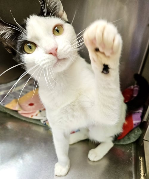 NOVA (BONDED W/ MANNY) - Domestic Short Hair available for adoption