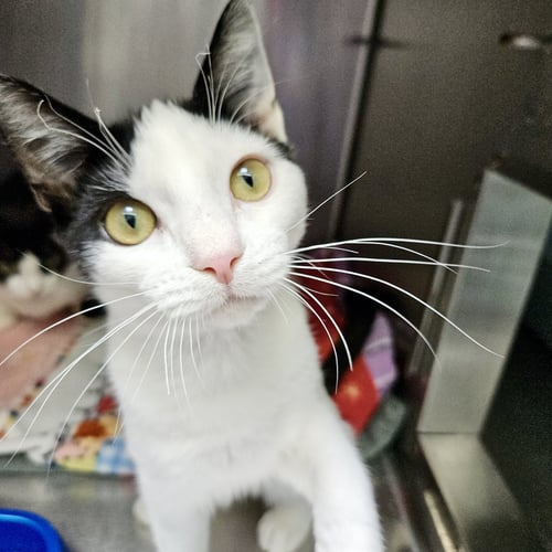 NOVA (BONDED W/ MANNY) - Domestic Short Hair available for adoption