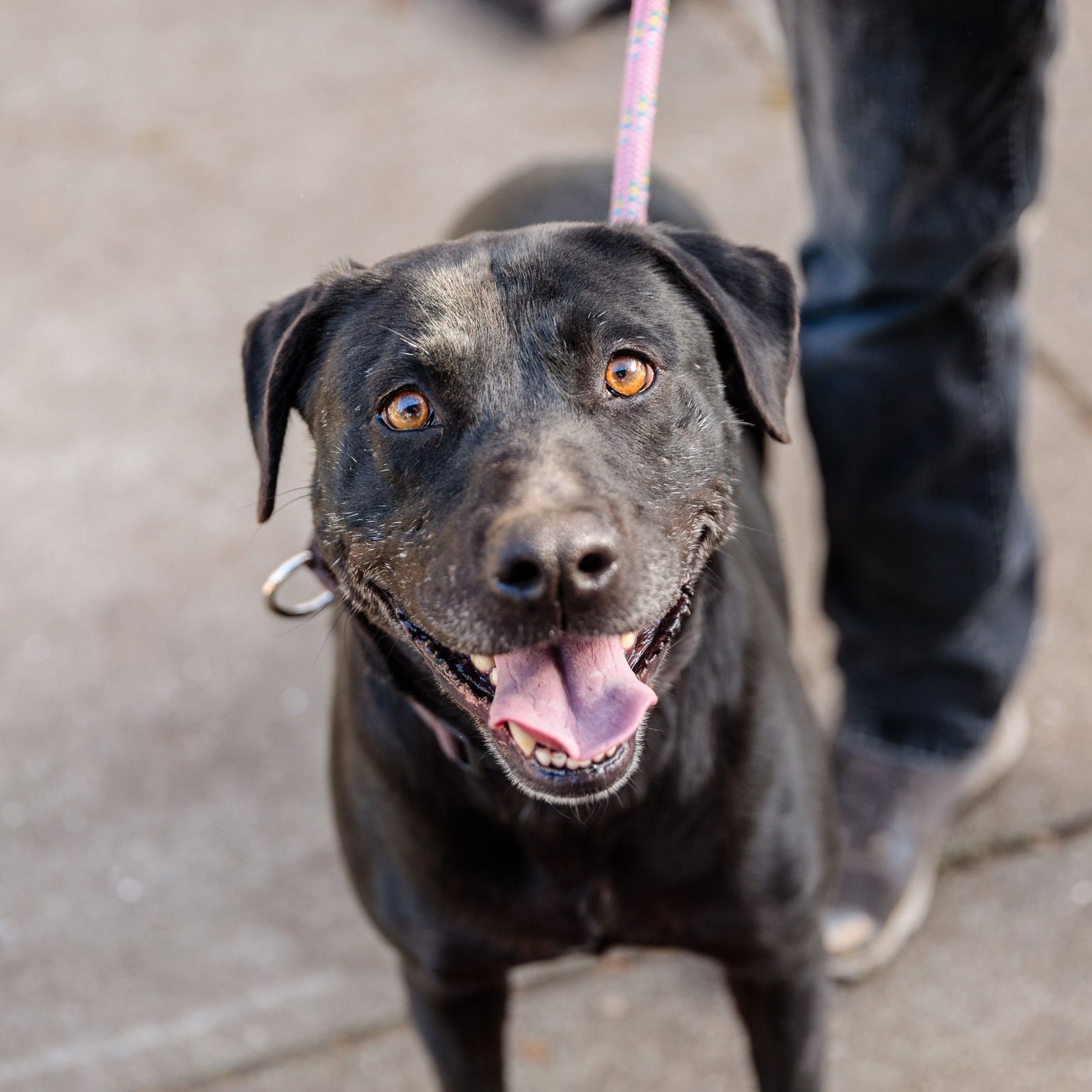 DEMI - Labrador Retriever available for adoption