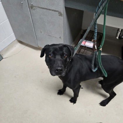 DEMI - Labrador Retriever available for adoption