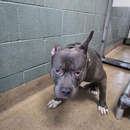 HIPPO - Pit Bull Terrier available for adoption