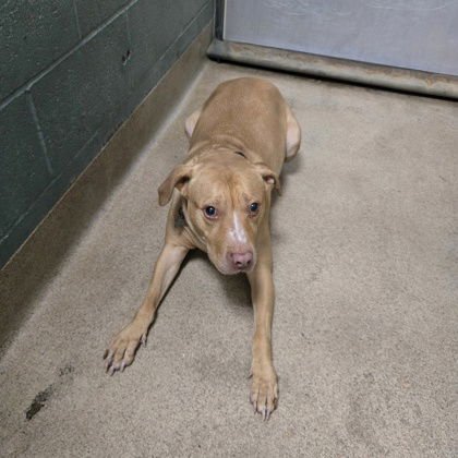 FAYE - Pit Bull Terrier available for adoption