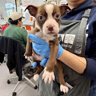 CUTIE PIE - Pit Bull Terrier / Australian Cattle Dog/Blue Heeler available for adoption
