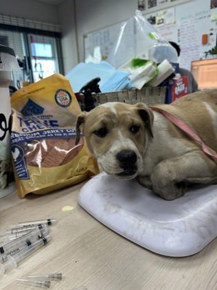 NONA - American Pit Bull Terrier available for adoption