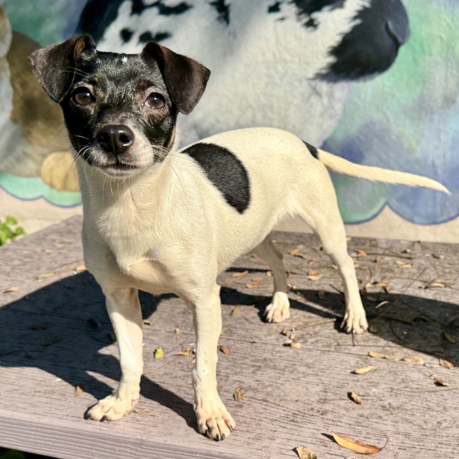 DARIA - Unknown available for adoption