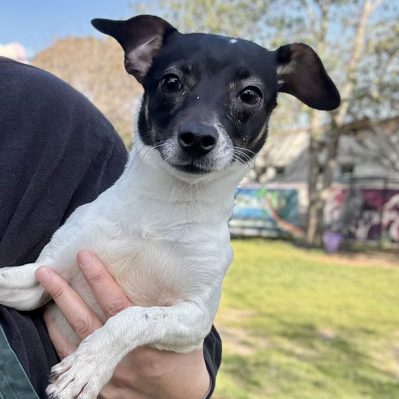 DARIA - Unknown available for adoption