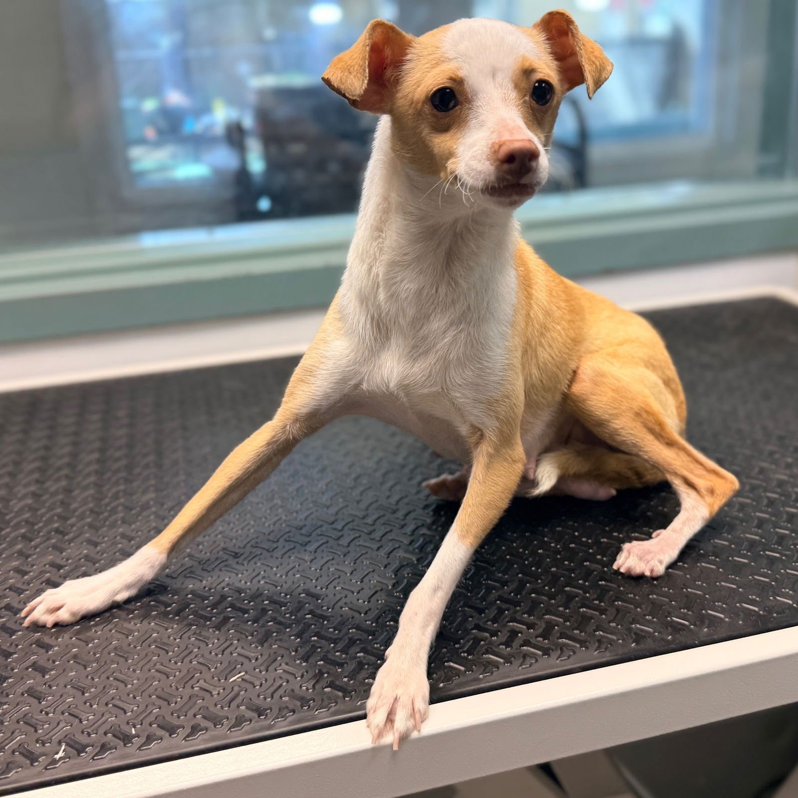 BRITTANICA - Chihuahua available for adoption