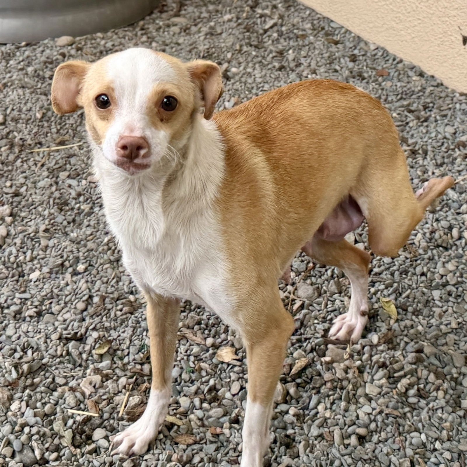 BRITTANICA - Chihuahua available for adoption