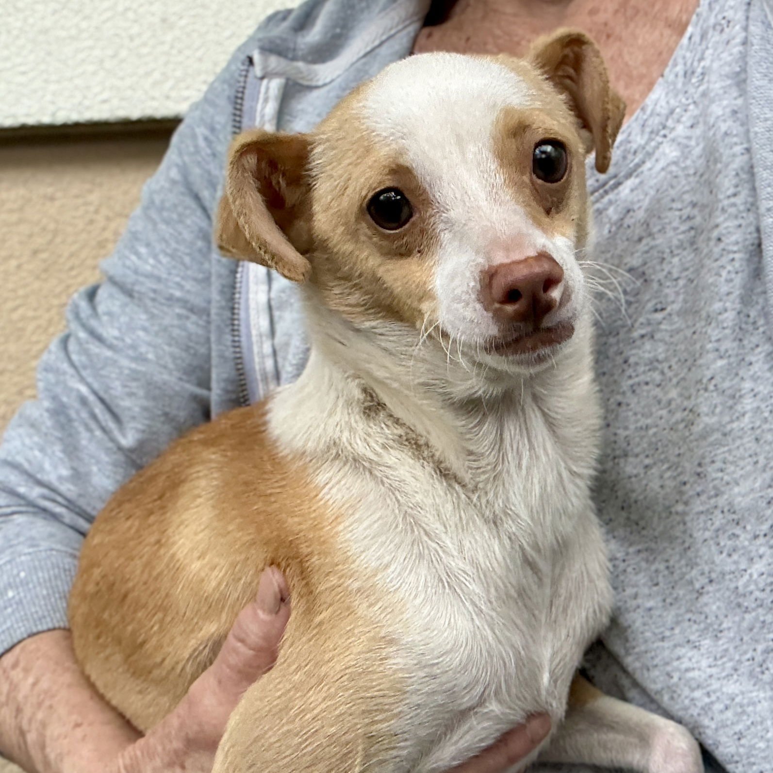 Brittanica - Photo 3