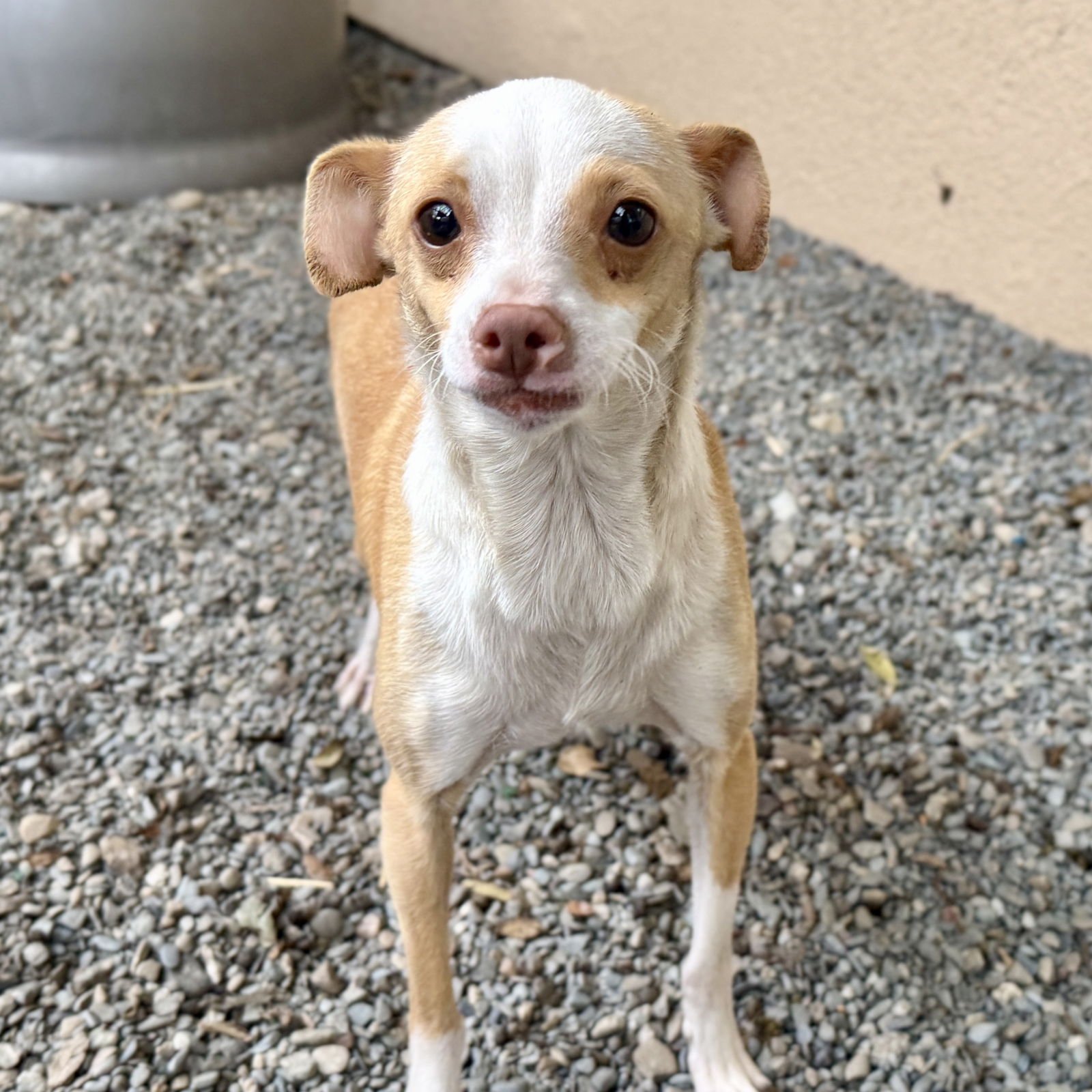 Brittanica - Photo 4