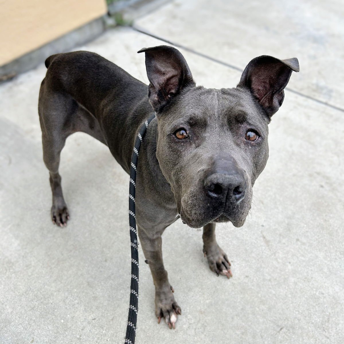 HELENE - Pit Bull Terrier available for adoption