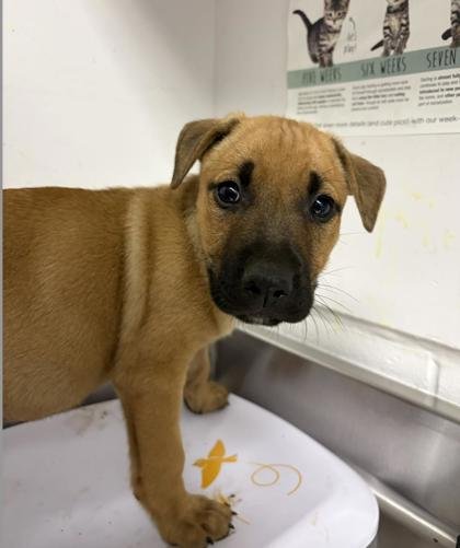 FALCON - German Shepherd Dog / Pit Bull Terrier available for adoption