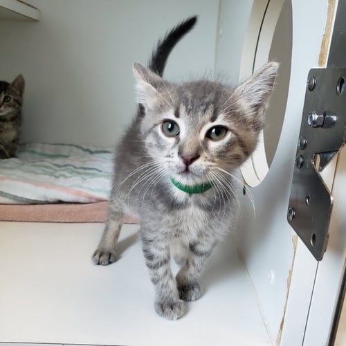 FENNEL SEED (BONDED W/ LITTLE STONE) - Domestic Short Hair available for adoption