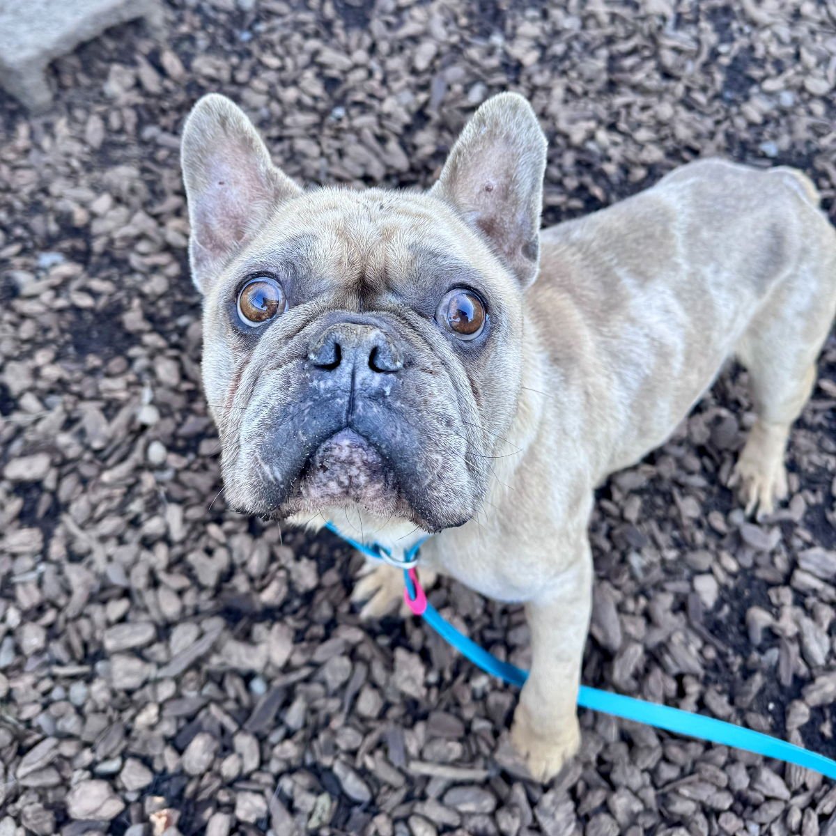CARDIGAN - French Bulldog available for adoption