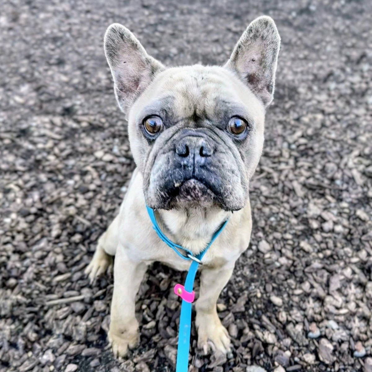CARDIGAN - French Bulldog available for adoption