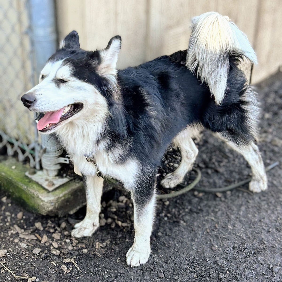 LUMBERJACK - Husky available for adoption