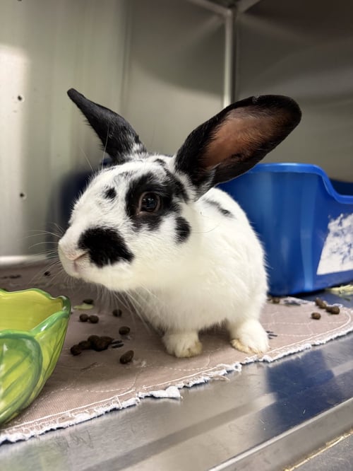 ANTOINE - English Spot available for adoption
