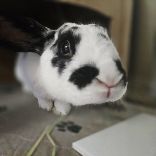 ANTOINE - English Spot available for adoption