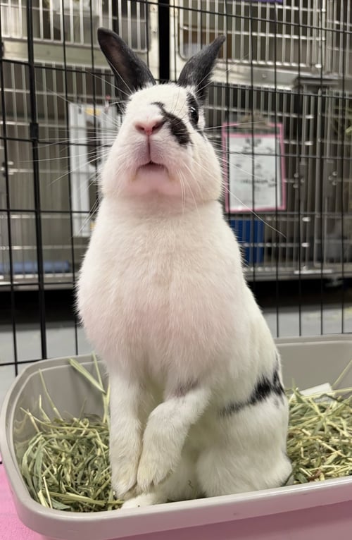 ANTOINE - English Spot available for adoption
